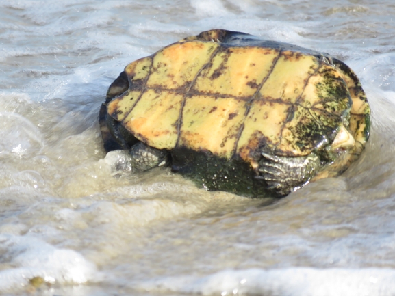 Mauremys caspica rivulata  photographed by איליה בסקין 