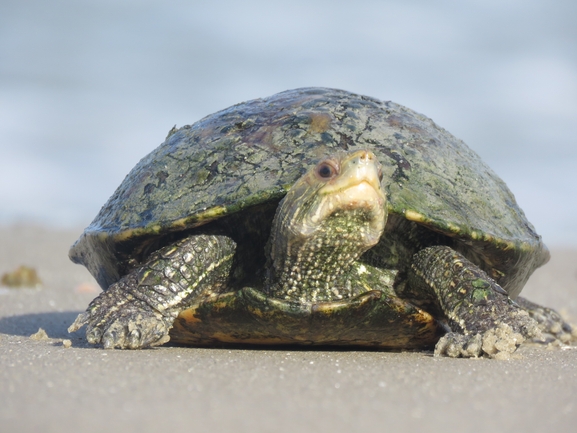 Mauremys caspica rivulata  photographed by איליה בסקין 