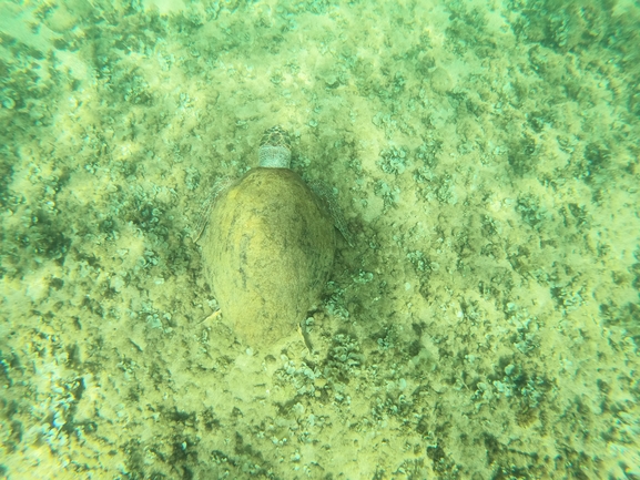 Bufo viridis  photographed by טל רז 