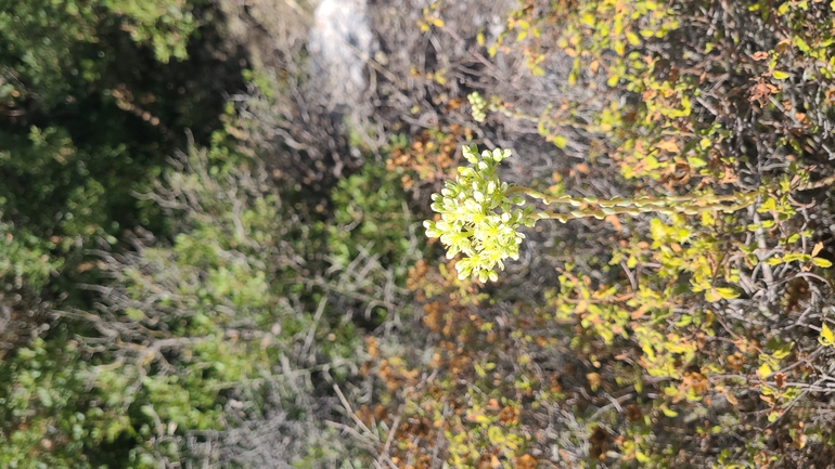 Bufo viridis  photographed by סיון מרדוק 