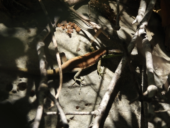 Lacerta laevis laevis  photographed by סיון מרדוק 