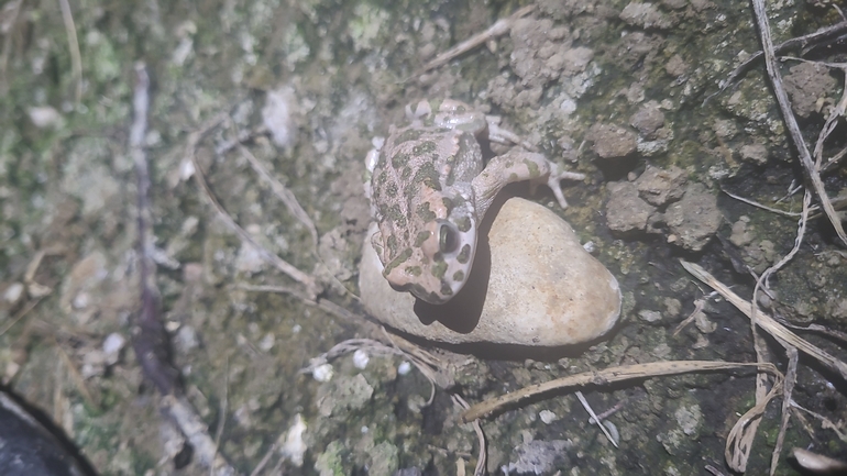 Bufo viridis  photographed by עידו שקד 