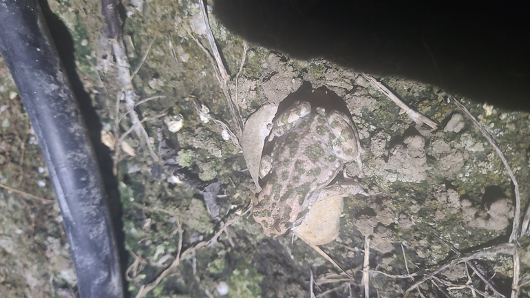 Bufo viridis  photographed by עידו שקד 