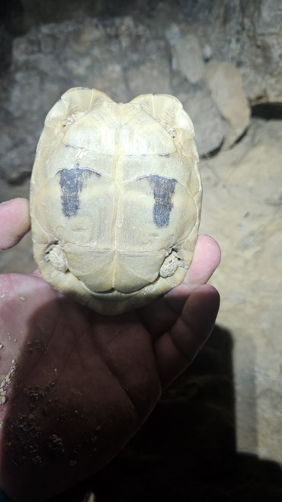 Testudo kleinmanni  photographed by אביעד בר 