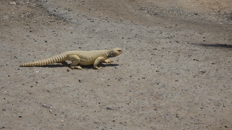 Uromastyx aegyptia  צולם על ידי דורון ניסים 