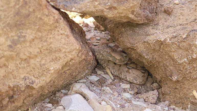 Echis coloratus  photographed by ערן גיסיס 