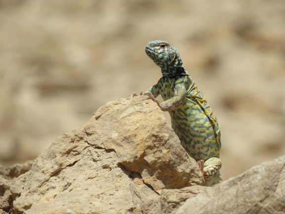 Uromastyx ornata  צולם על ידי אסף הברי 