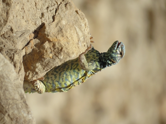 Uromastyx ornata  צולם על ידי אסף הברי 