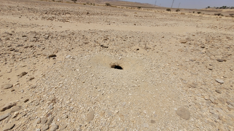 Dabb Lizard  photographed by ערן גיסיס 