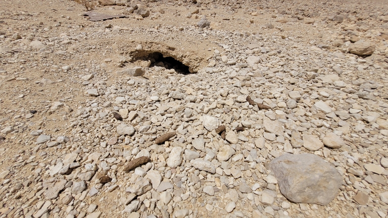 Dabb Lizard  photographed by ערן גיסיס 