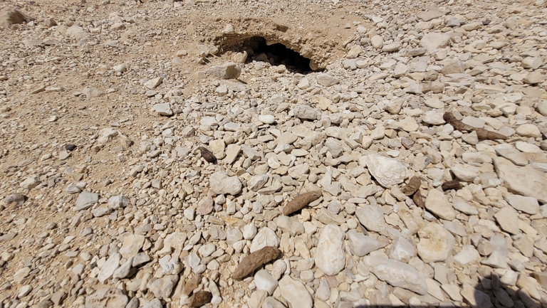 Dabb Lizard  photographed by ערן גיסיס 