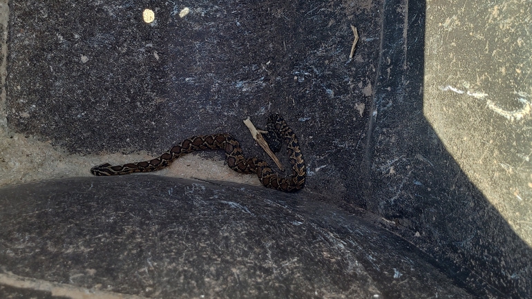 Vipera palaestinae  photographed by הלה מרקו 