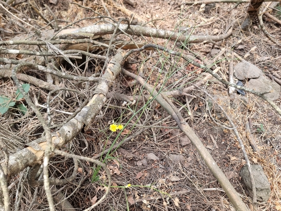 Vipera palaestinae  photographed by מנחם אדר 