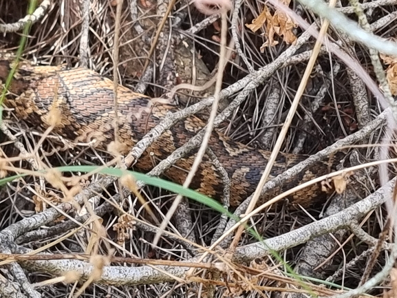 Vipera palaestinae  photographed by מנחם אדר 