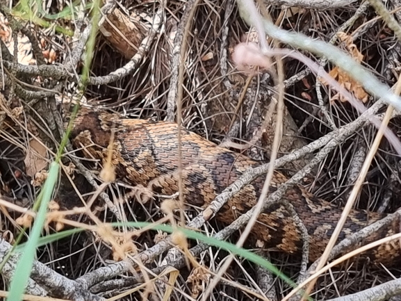 Vipera palaestinae  photographed by מנחם אדר 