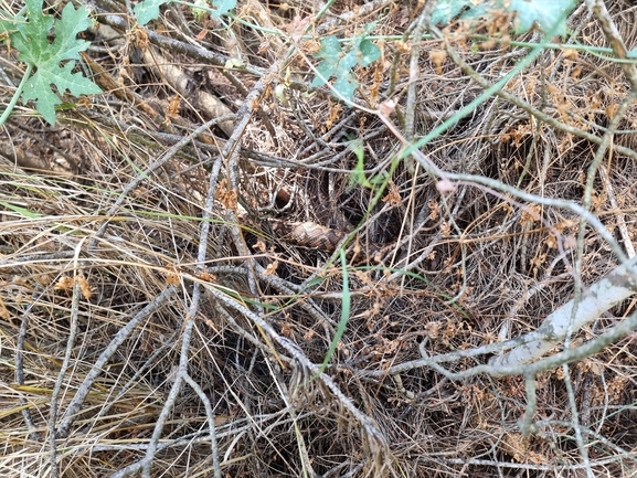 Vipera palaestinae  photographed by מנחם אדר 