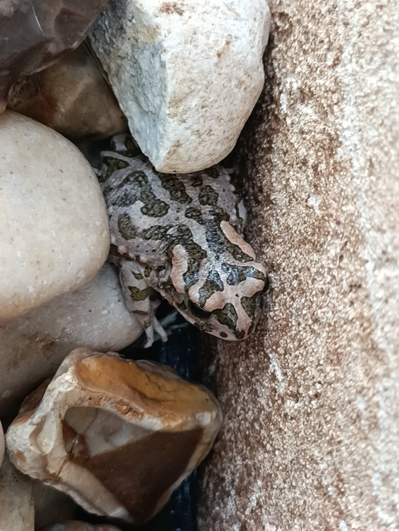 Bufo viridis  