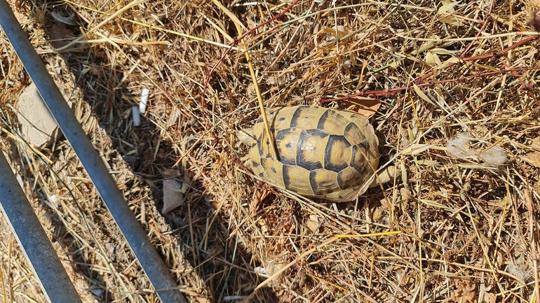 Testudo graeca  photographed by אשרי בן לולו 