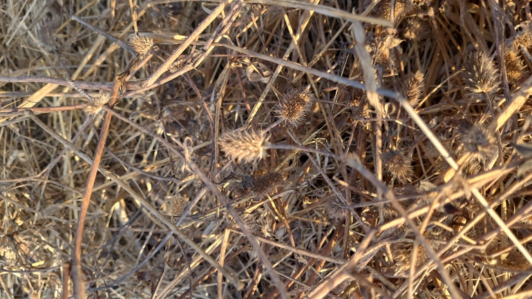 Bufo viridis  photographed by yifatdav@npa.org.il 