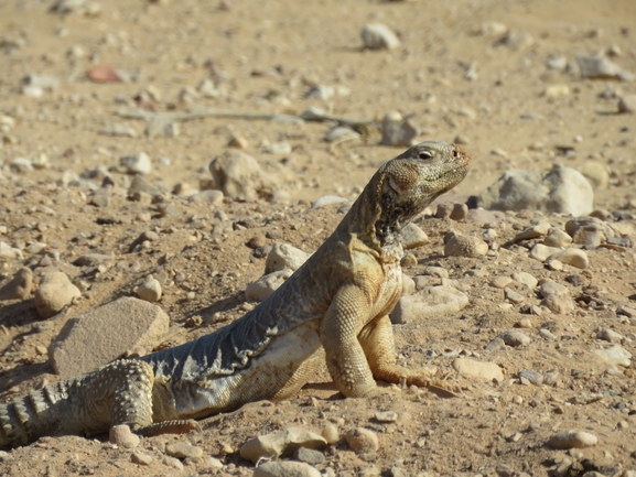 Dabb Lizard  photographed by אסף הברי 