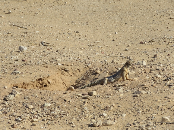 Uromastyx aegyptia  צולם על ידי אסף הברי 