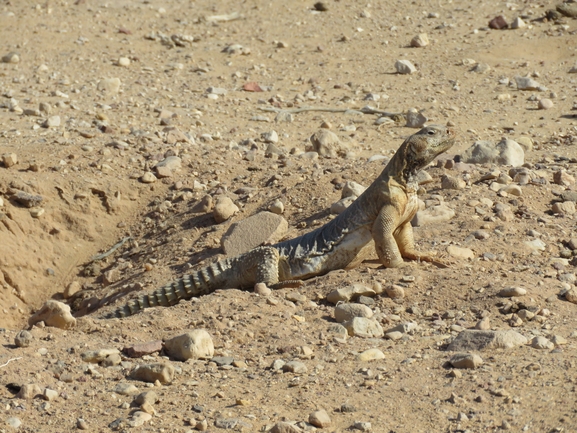 Uromastyx aegyptia  צולם על ידי אסף הברי 