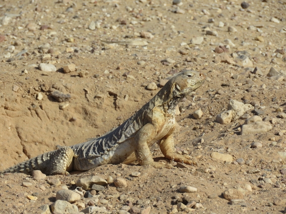 Uromastyx aegyptia  צולם על ידי אסף הברי 