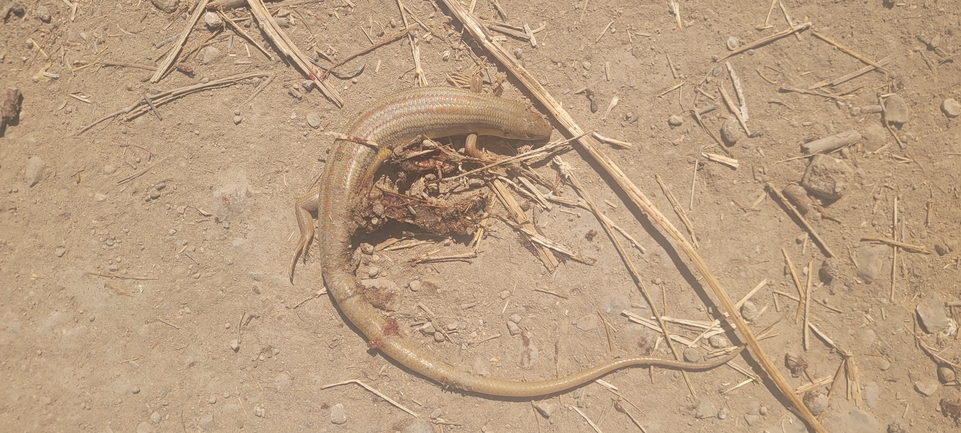 Eumeces schneideri  photographed by ג'ורג'י נורקין 