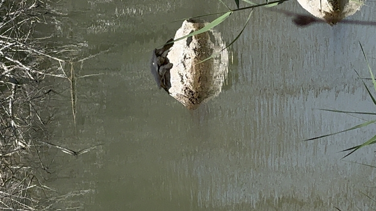 Trionyx triunguis  photographed by פאדי דעבוס 