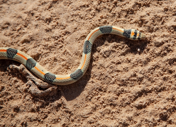 Coluber elegantissimus  photographed by דורון ניסים 