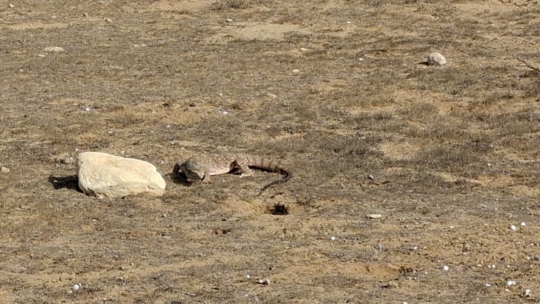 Grey Monitor  photographed by שיר טריקי 