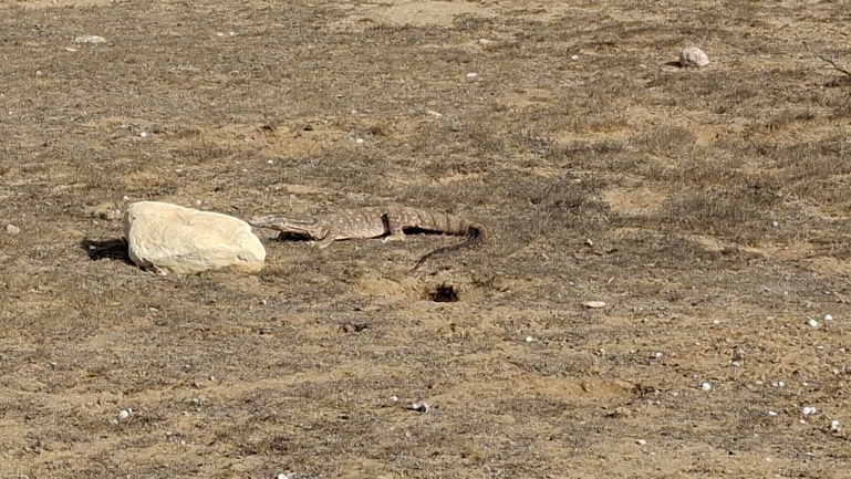 Grey Monitor  photographed by שיר טריקי 