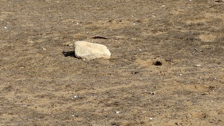 Grey Monitor  photographed by שיר טריקי 