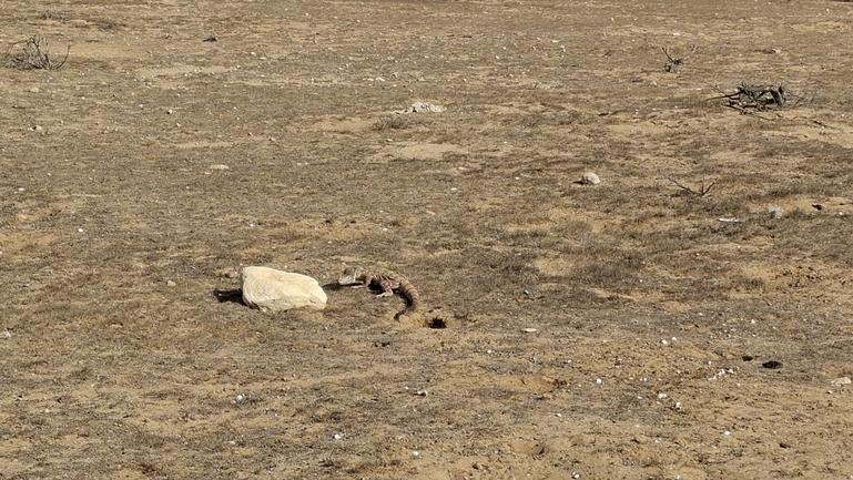 Grey Monitor  photographed by שיר טריקי 