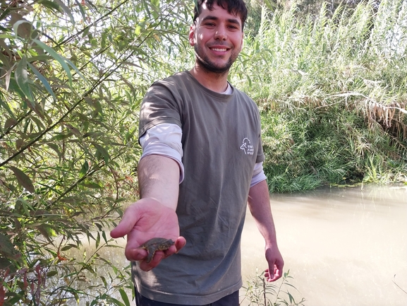 Trionyx triunguis  photographed by אבישי שורש 