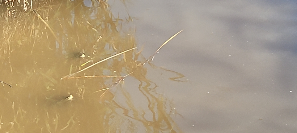 Mauremys caspica rivulata  photographed by סיון מרדוק 