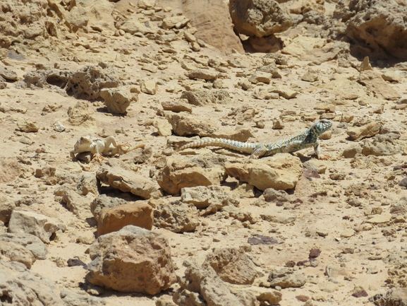 Uromastyx ornata  צולם על ידי אסף הברי 