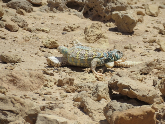 Uromastyx ornata  צולם על ידי אסף הברי 