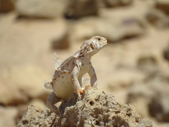 Uromastyx ornata  צולם על ידי אסף הברי 