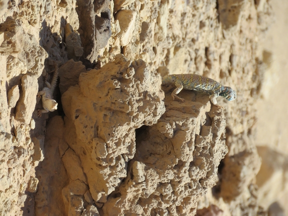 Uromastyx ornata  צולם על ידי אסף הברי 