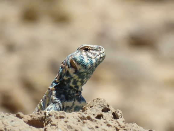 Uromastyx ornata  צולם על ידי אסף הברי 