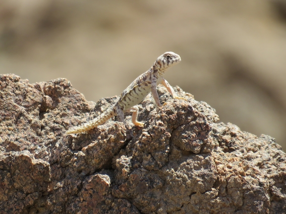 Uromastyx ornata  צולם על ידי אסף הברי 