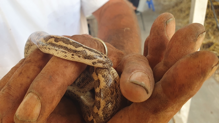 חנק משריץ  צולם על ידי שי הופמן 