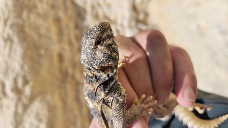 Uromastyx ornata  צולם על ידי ערן גיסיס 