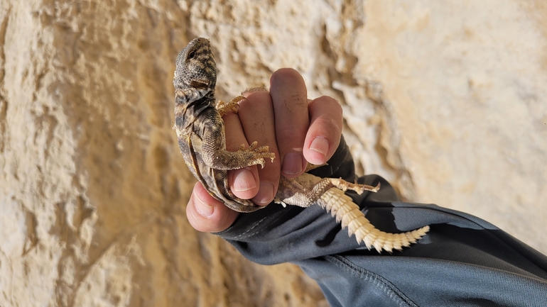 Uromastyx ornata  צולם על ידי ערן גיסיס 