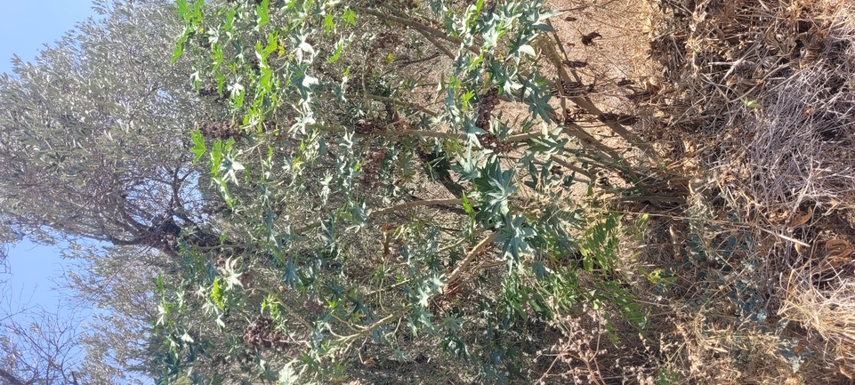 Laudakia stellio  photographed by ליעד כהן 