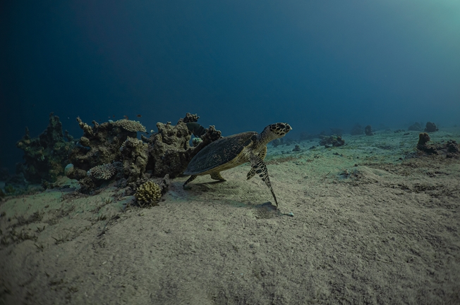 Bufo viridis  photographed by עומרי עומסי 