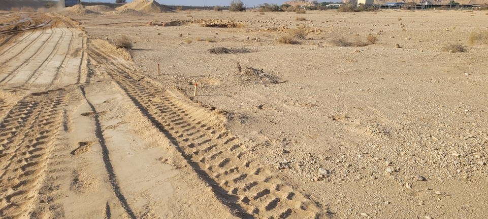 Uromastyx aegyptia  צולם על ידי יובל שגיא 