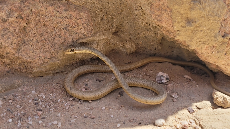 Psammophis schokari  photographed by ערן גיסיס 