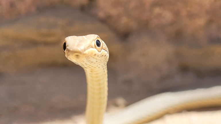 Psammophis schokari  photographed by ערן גיסיס 